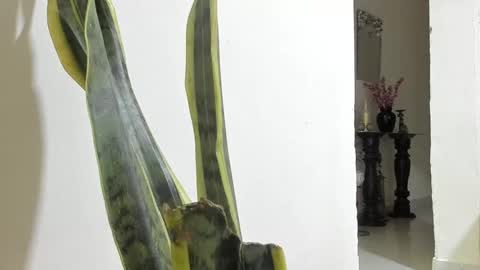 Ana Pakerman online show from March 5, 1:38 am