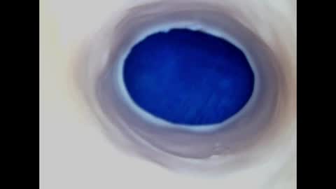 Paula 18 Aninhos online show from June 6, 8:27 pm