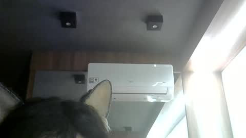 skinnykittencam online show from June 9, 3:28 am