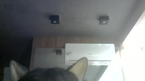skinnykittencam online show from June 12, 3:05 am