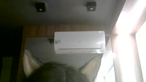skinnykittencam online show from June 14, 2:24 am