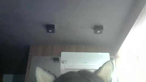 skinnykittencam online show from June 25, 3:26 am