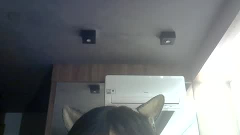 skinnykittencam online show from July 7, 6:47 am