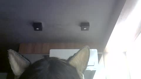 skinnykittencam online show from July 31, 3:39 am