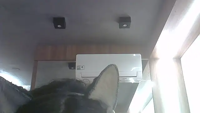 Skinny-Kitten online show from June 4, 11:41 pm