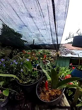 Evehampy online show from November 30, 5:37 pm